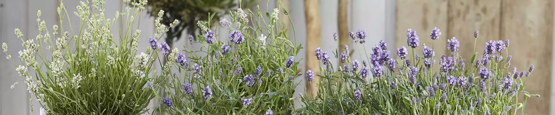 ICH FLIEG’ AUF DICH! 