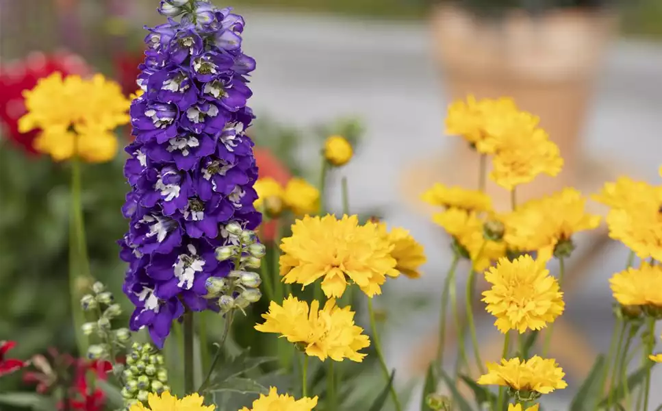 Stauden - Die schönsten Pflanzen gibt es bei uns