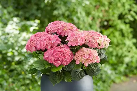Hortensie