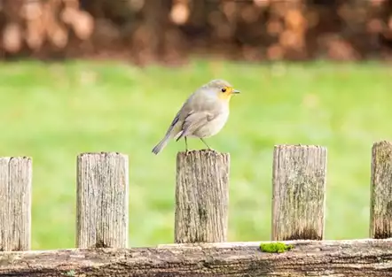 Ganzjahresfütterung von Wildvögeln