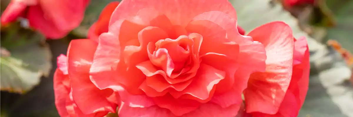 Begonia elatior 'Sunpleasure® Rose'