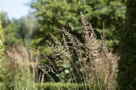 WIE GRäSER DEN GARTEN AUFWERTEN!