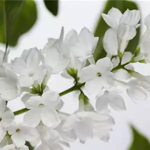 FLIEDER - EINPFLANZEN IM GARTEN