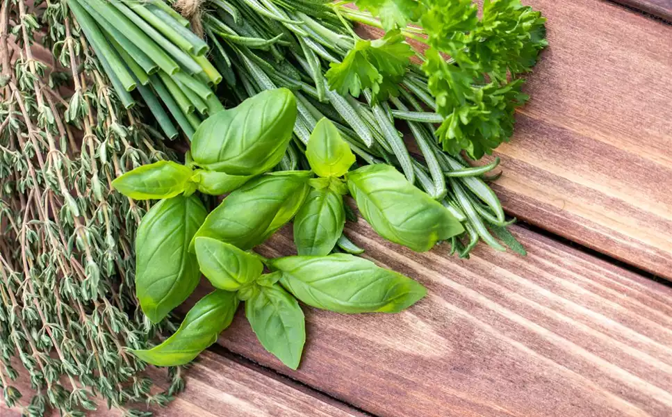 aromatisch und gesund - Kräuter machen die Würze