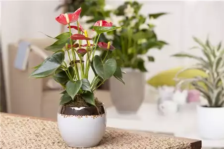 ZIMMERPFLANZENPFLEGE IM URLAUB?