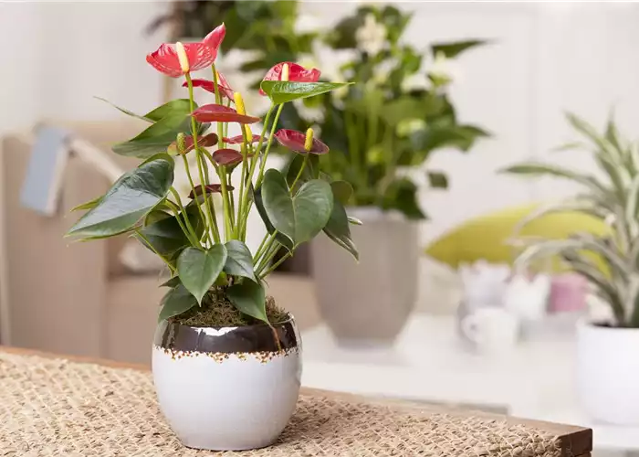 ZIMMERPFLANZENPFLEGE IM URLAUB? ZIMMERPFLANZENPFLEGE IM URLAUB?