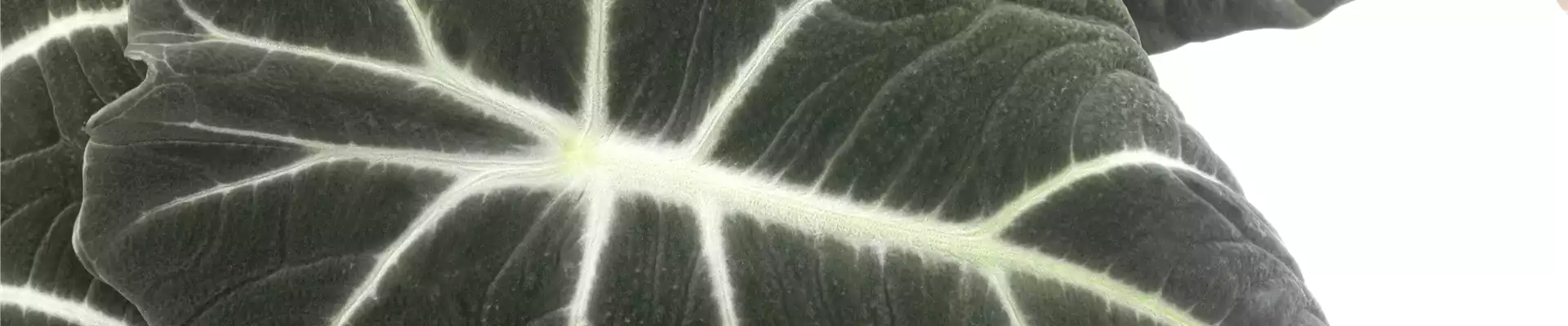 Alocasia 'Black Velvet'