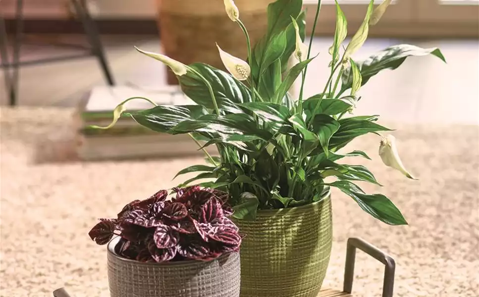 Der richtige Topf - Großes Auswahl an Übertöpfen und Pflanzgefäßen Der richtige Topf - Großes Auswahl an Übertöpfen und Pflanzgefäßen