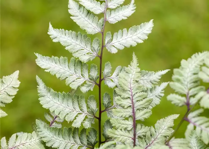 PFLANZEN IM BADEZIMMER! PFLANZEN IM BADEZIMMER!
