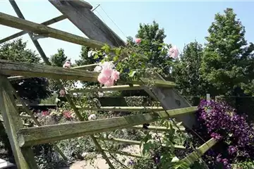 Gartengestaltung - Rosengarten