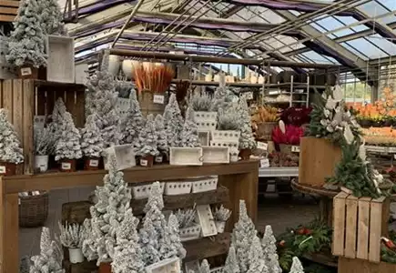 Beet- und Balkonpflanzen Beet- und Balkonpflanzen