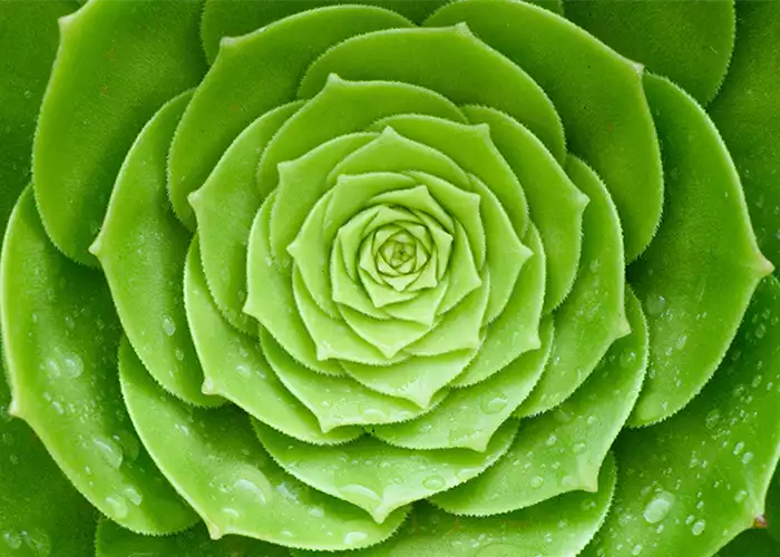 Pflanze des Monats Februar: Sukkulenten Pflanze des Monats Februar: Sukkulenten