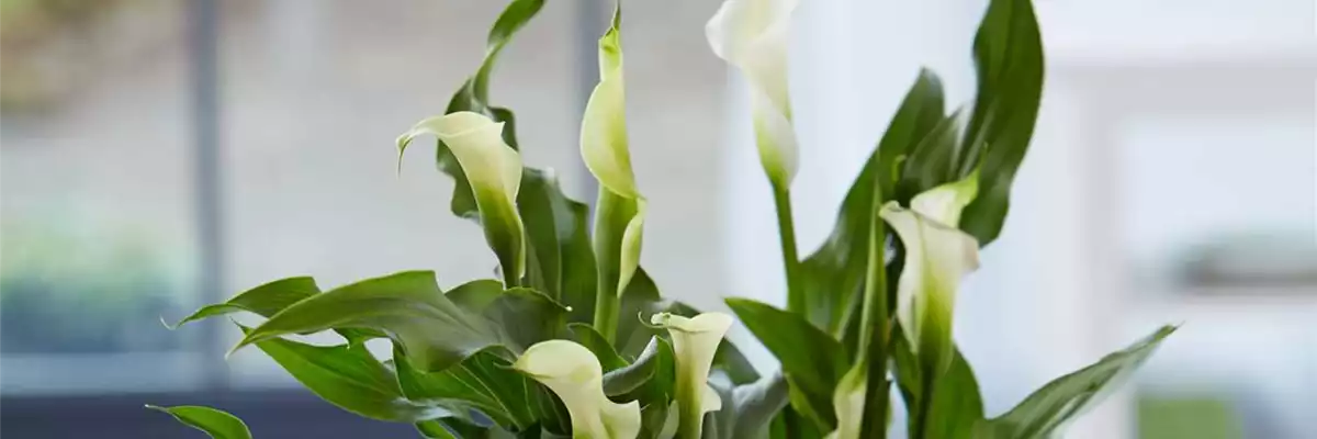 Calla