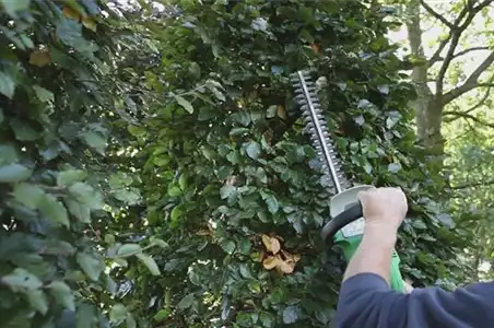 Sichtschutz - Zurückschneiden im Herbst Sichtschutz - Zurückschneiden im Herbst