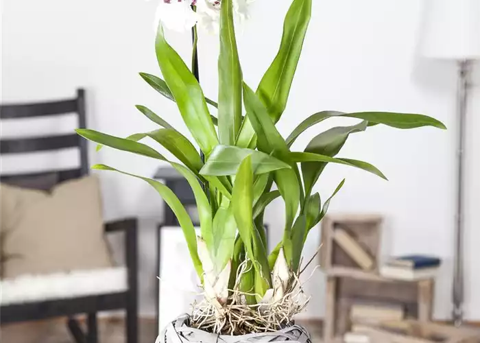 ORCHIDEEN - DIE KöNIGIN DER ZIMMERPFLANZEN ORCHIDEEN - DIE KöNIGIN DER ZIMMERPFLANZEN