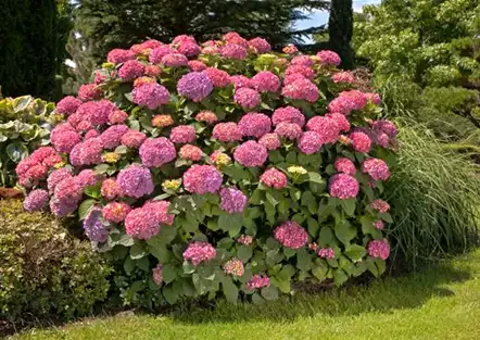 Bauernhortensie