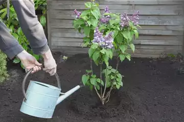 Flieder - Einpflanzen im Garten