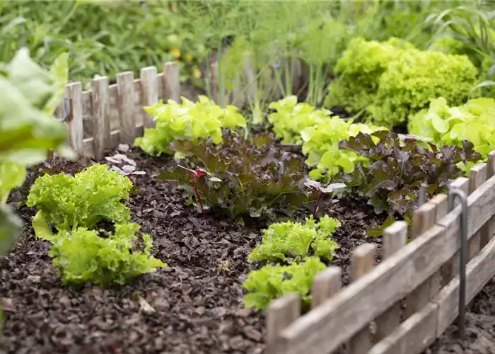 EIGENER GEMüSEANBAU IM TREND