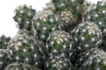 KAKTEEN & DER RICHTIGE STANDORT