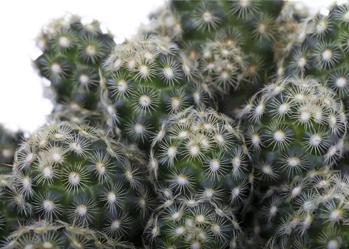 KAKTEEN & DER RICHTIGE STANDORT KAKTEEN & DER RICHTIGE STANDORT