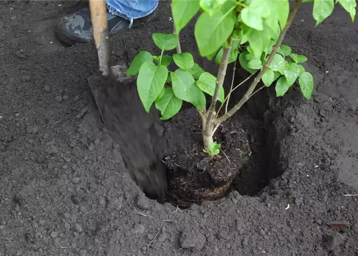 FLIEDER - EINPFLANZEN IM GARTEN