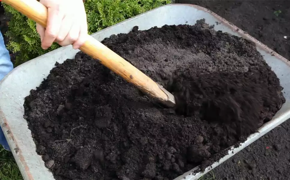 Die richtige Erde und der passende Dünger bilden die basis für gesunde Pflanzen - Pflanzenfutter