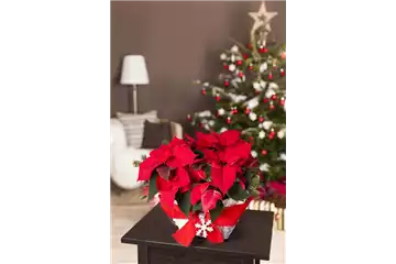 DER WEIHNACHTSSTERN DER WEIHNACHTSSTERN