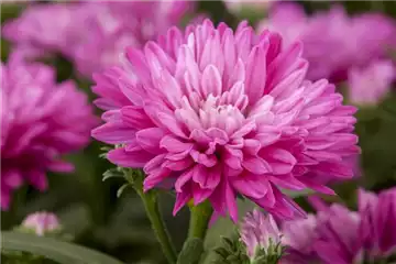 ASTERN - DIE STARS IM GARTEN ASTERN - DIE STARS IM GARTEN