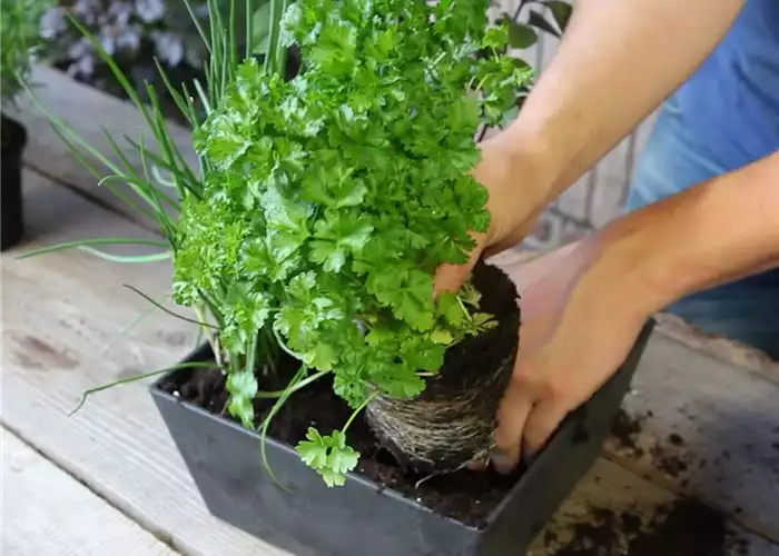 KRäUTERTOPF BEPFLANZEN