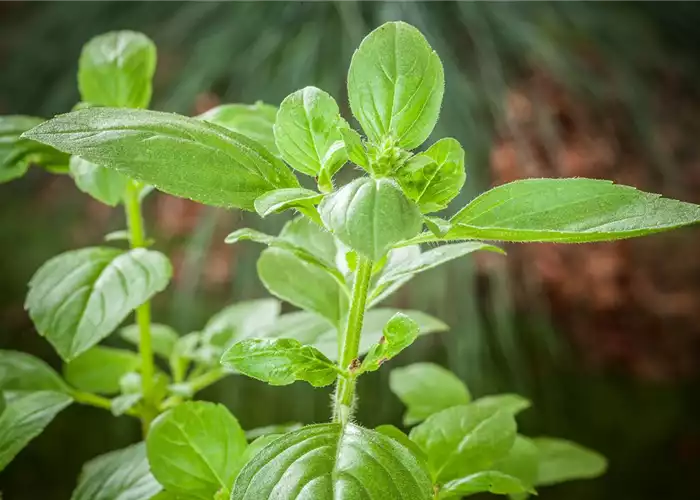 FRISCHE KRäUTER AUS ITALIEN