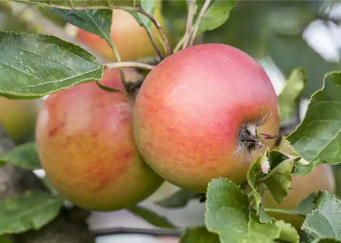 WIE GEHT... OBSTGEHöLZE PFLANZEN?