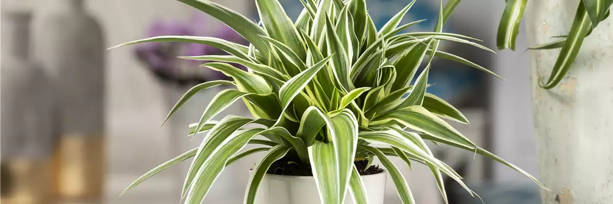 Chlorophytum comosum 'Ocean'