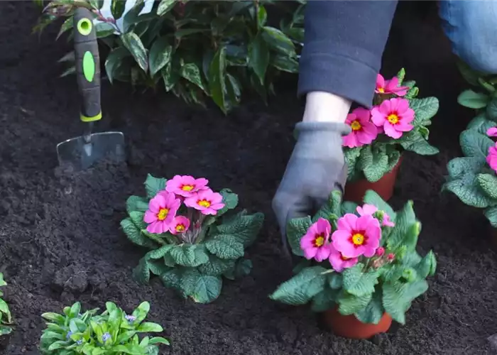 PRIMELN - EINPFLANZEN IM GARTEN PRIMELN - EINPFLANZEN IM GARTEN