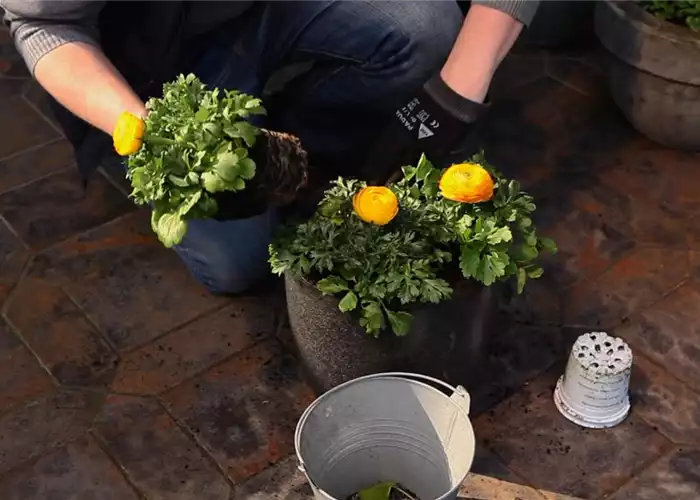 RANUNKELN - EINPFLANZEN IN EIN GEFäSS RANUNKELN - EINPFLANZEN IN EIN GEFäSS