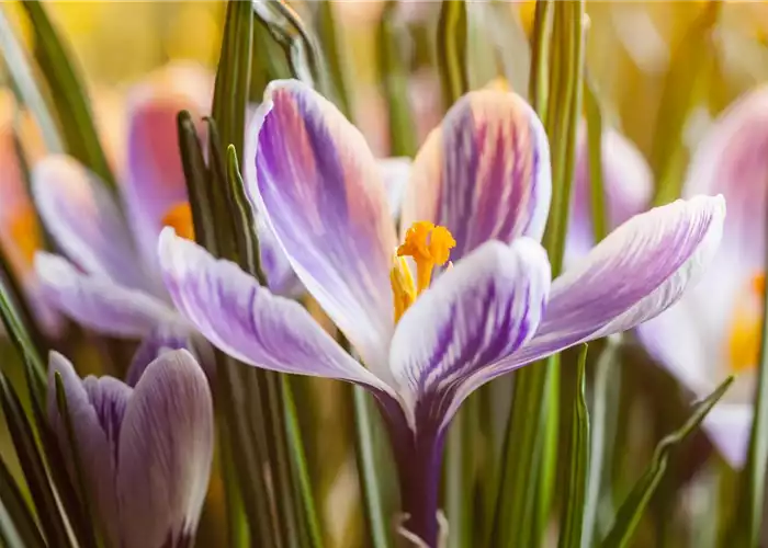 INSEKTENFREUNDLICHES FRüHJAHR! INSEKTENFREUNDLICHES FRüHJAHR!