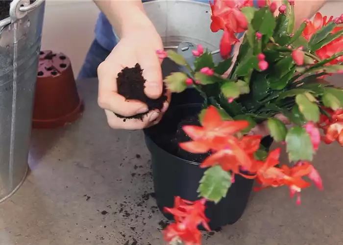 WEIHNACHTSKAKTUS - EINPFLANZEN IN EIN GEFÄß WEIHNACHTSKAKTUS - EINPFLANZEN IN EIN GEFÄß