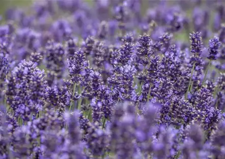 Lavendel