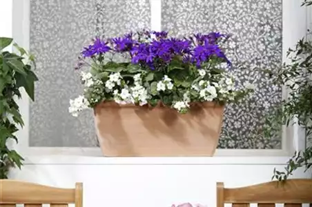 WINTERHARTE PFLANZEN FüR DEN BALKON WINTERHARTE PFLANZEN FüR DEN BALKON