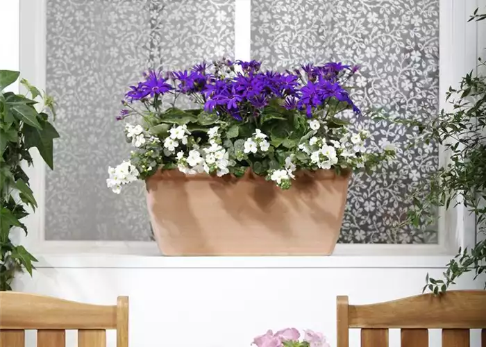 WINTERHARTE PFLANZEN FüR DEN BALKON