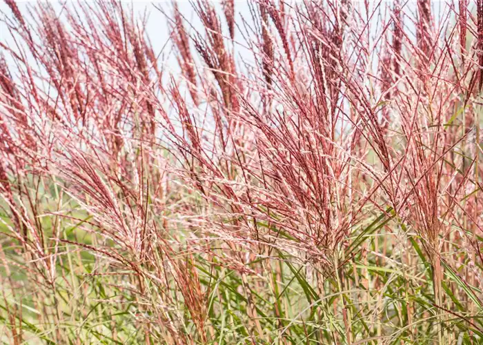 GRäSER - VIELSEITIG UND SCHöN