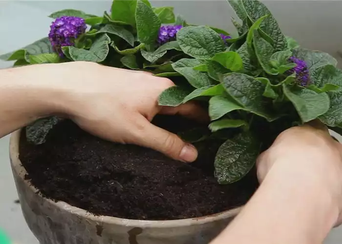 VANILLEBLUME - EINPFLANZEN IN EIN GEFäSS VANILLEBLUME - EINPFLANZEN IN EIN GEFäSS