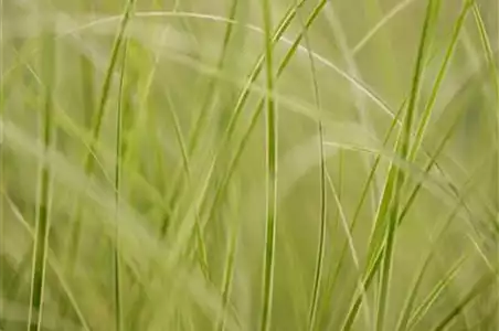 WIE GRäSER DEN GARTEN AUFWERTEN!