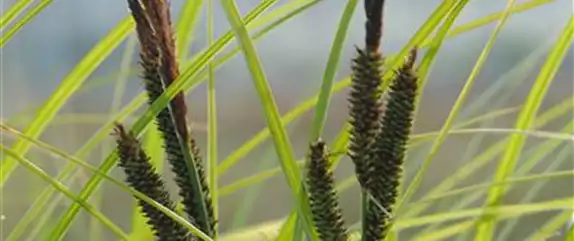 WIE GRäSER DEN GARTEN AUFWERTEN!