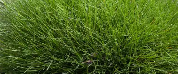 WIE GRäSER DEN GARTEN AUFWERTEN!