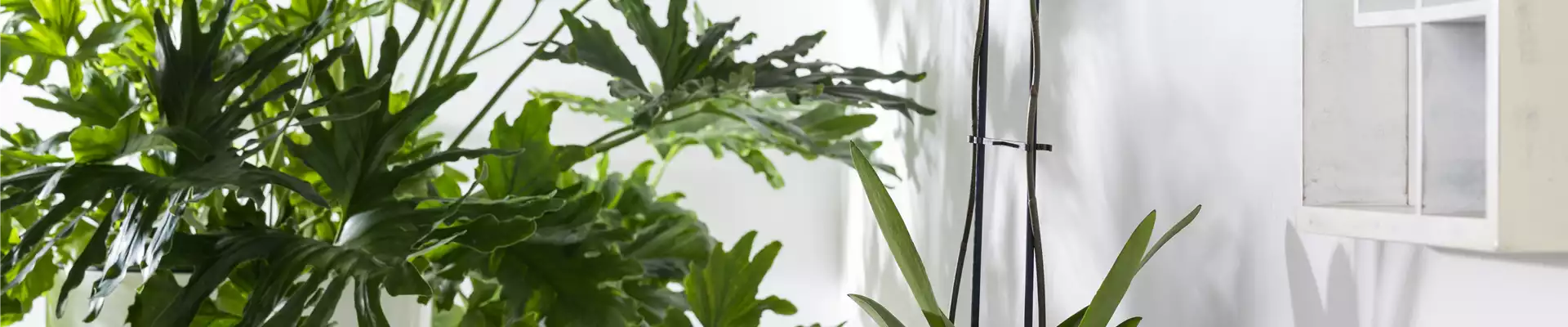 Phalaenopsis 'Konfetti Mix'