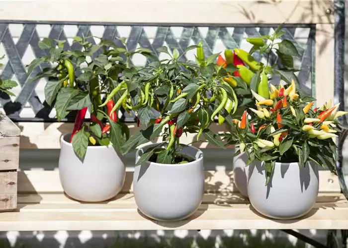 EIN GANZER GARTEN AUF DEM BALKON