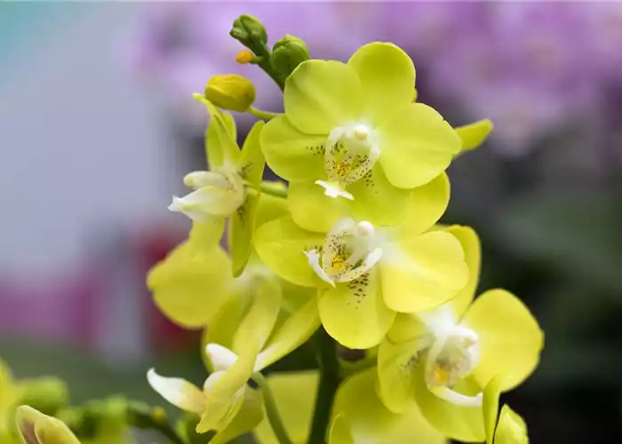 ORCHIDEEN-PFLEGE ORCHIDEEN-PFLEGE